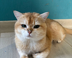 Кошки в Тюмени: Котик британец на вязку с опытом Мальчик, 8 000 руб. - фото 4