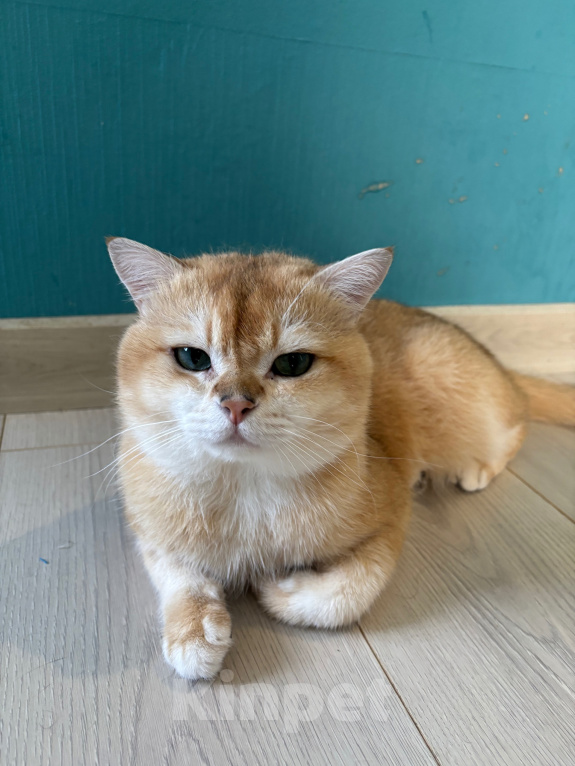 Кошки в Тюмени: Котик британец на вязку с опытом Мальчик, 8 000 руб. - фото 4