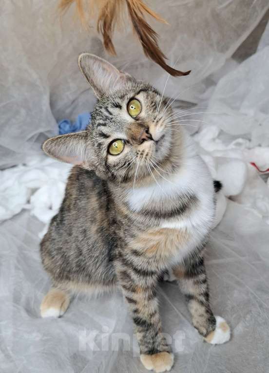 Кошки в Москве: Кошечка-подросток с рыжими лапками в добрые руки  Девочка, Бесплатно - фото 2