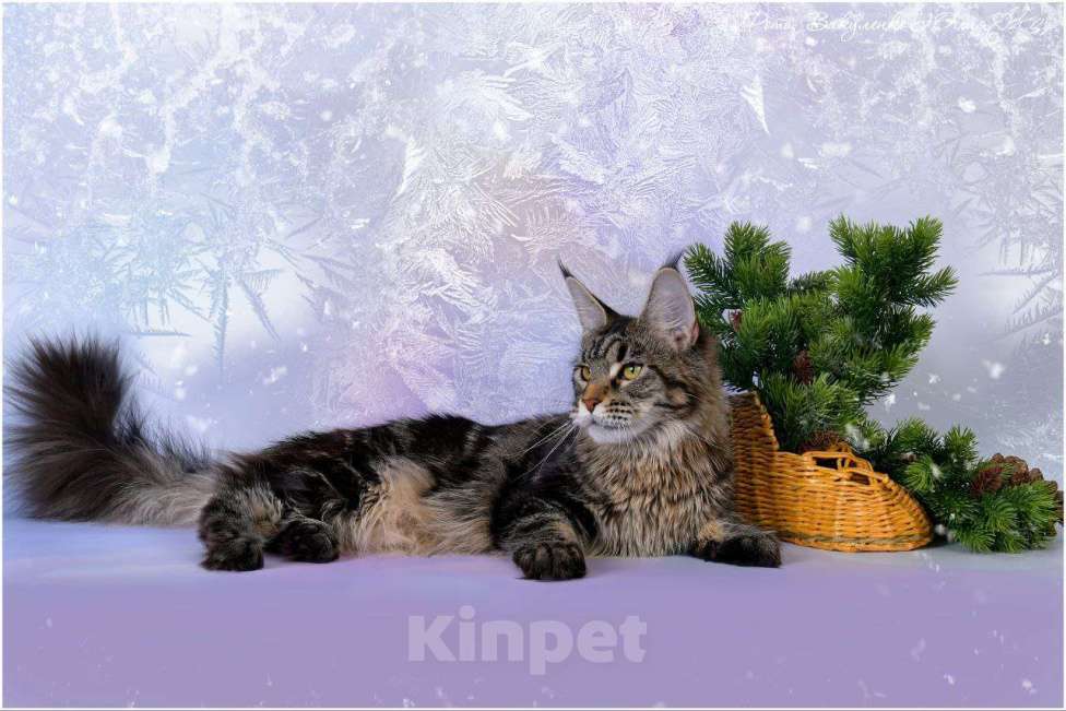 Кошки в Воронеже: Котята мейн-кун из питомника  Девочка, Бесплатно - фото 3