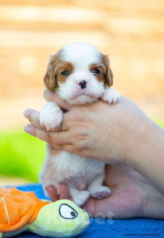 Собаки в Челябинске: Мальчишки яркие, шикарно одетые Мальчик, Бесплатно - фото 4