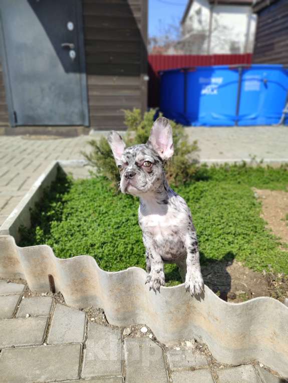 Собаки в Севастополе: Щенки Французского бульдога Девочка, 50 000 руб. - фото 2