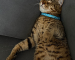 Кошки в Каспийске: Котик Тигра ищет дом Мальчик, Бесплатно - фото 8