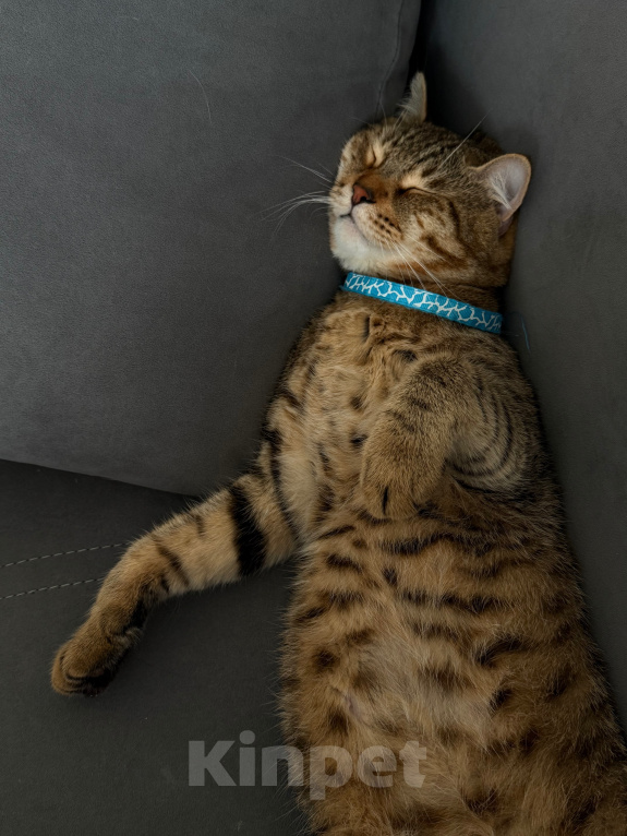 Кошки в Каспийске: Котик Тигра ищет дом Мальчик, Бесплатно - фото 8