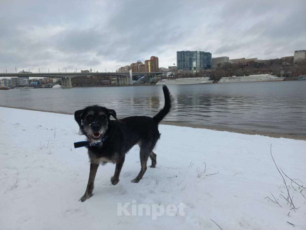 Собаки в Ростове-на-Дону: Найден метис дратхаара Мальчик, Бесплатно - фото 1