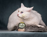 Кошки в Клине: Снежок - уникальный котик Мальчик, Бесплатно - фото 5