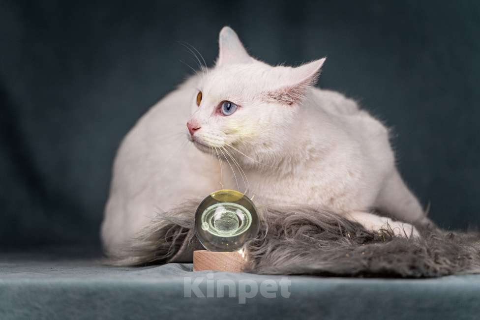 Кошки в Клине: Снежок — уникальный котик Мальчик, Бесплатно - фото 5