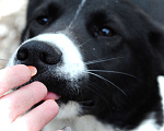 Собаки в Домодедово: Лада (лайка) 7 мес. в добрые руки Девочка, Бесплатно - фото 5