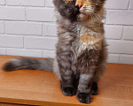 Кошки в Москве: сибирские котята Мальчик, 25 000 руб. - фото 6