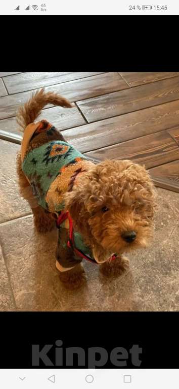 Собаки в Туле: Щенки пуделя Разнополые, 45 000 руб. - фото 7