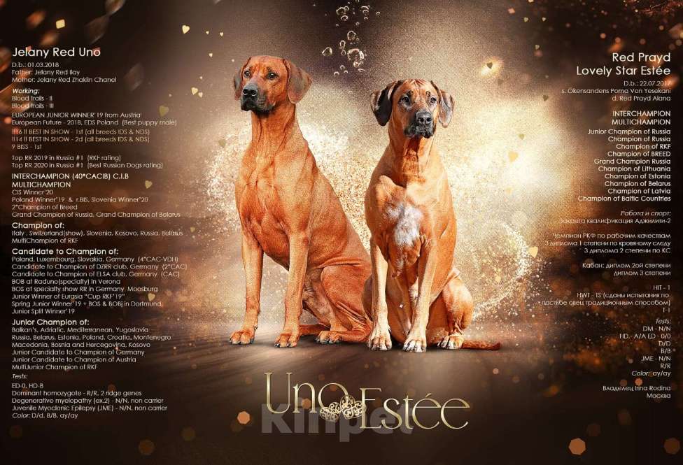 Собаки в Москве: Лучшая среди всех, фантастической красоты девочка с потрясающим умом и способностями. Девочка, 120 000 руб. - фото 6