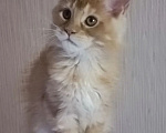 Кошки в Одинцово: Котёнок мейн-кун Девочка, 40 000 руб. - фото 6
