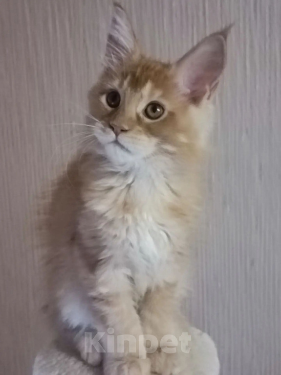 Кошки в Одинцово: Котёнок мейн-кун Девочка, 40 000 руб. - фото 6