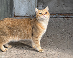 Кошки в Ореховом-Зуево: Спасите кошку Девочка, Бесплатно - фото 2