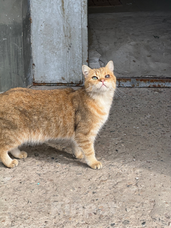 Кошки в Ореховом-Зуево: Спасите кошку Девочка, Бесплатно - фото 2