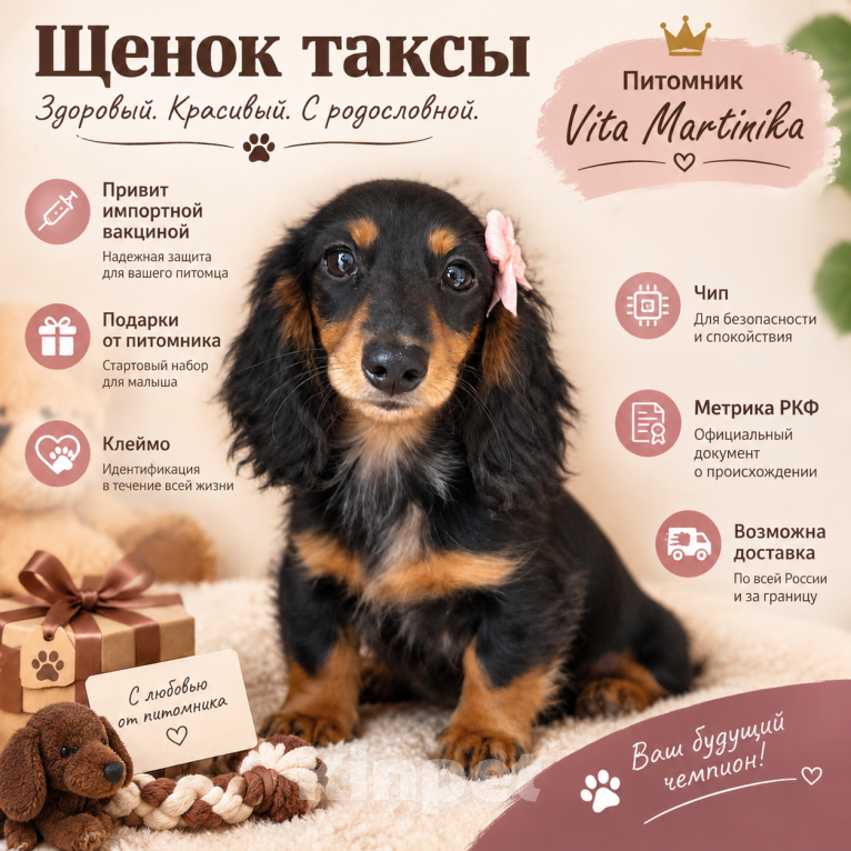 Собаки в Москве: Малышка Девочка, 119 000 руб. - фото 1