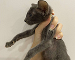 Кошки в Краснодаре: Ориентальный котенок Девочка, Бесплатно - фото 7