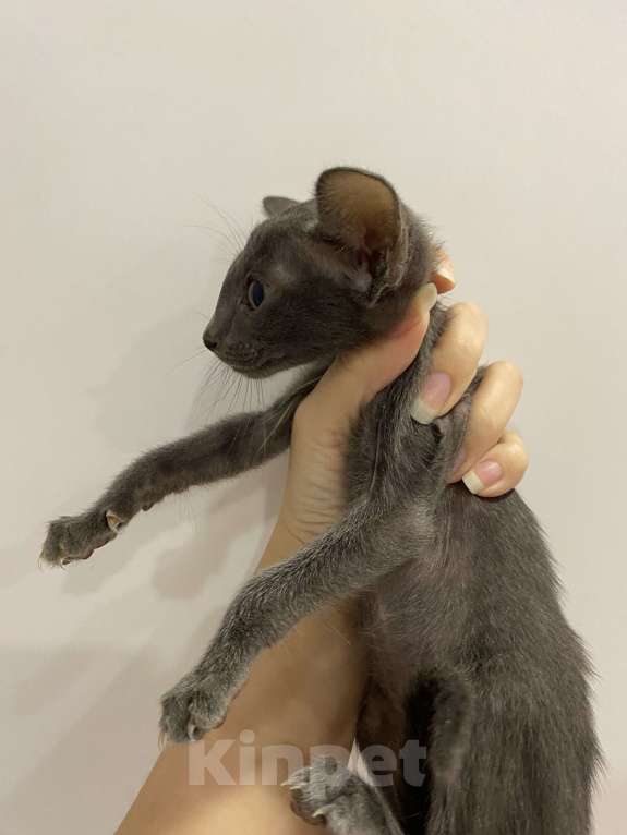 Кошки в Краснодаре: Ориентальный котенок Девочка, Бесплатно - фото 7