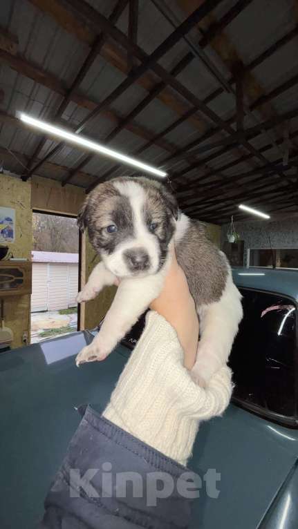 Собаки в Белгороде: Щенки в добрые руки Девочка, Бесплатно - фото 2