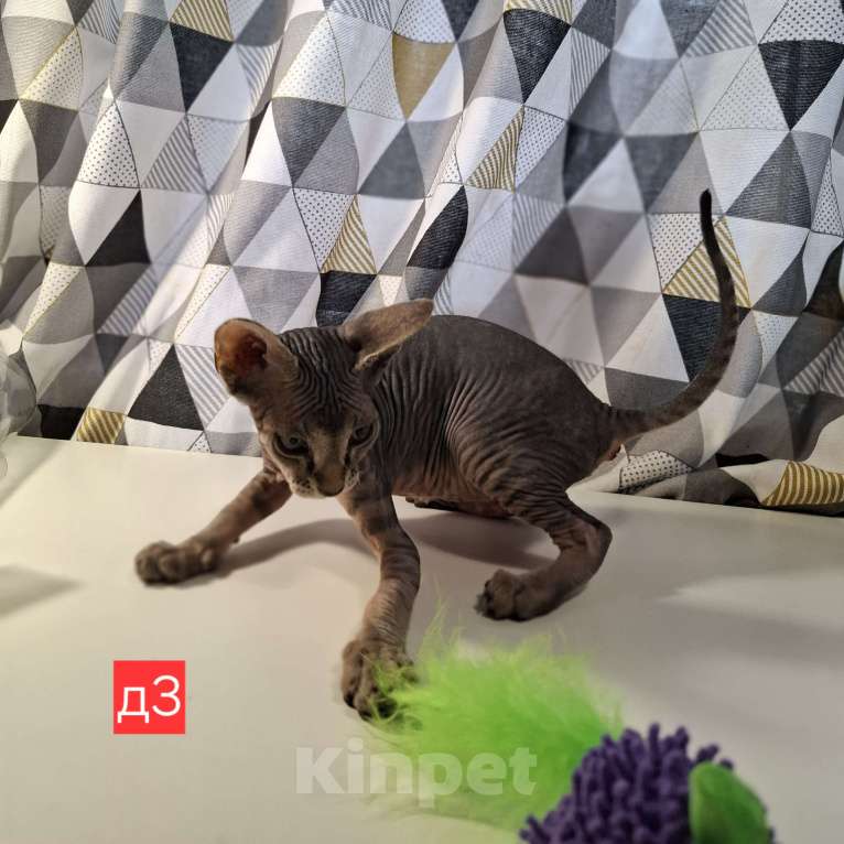 Кошки в Керчи: Котенок канадского сфинкса Девочка, 10 000 руб. - фото 4