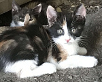 Кошки в Ессентуках: Малыши ищут заботливых, добрых хозяев. Девочка, Бесплатно - фото 1