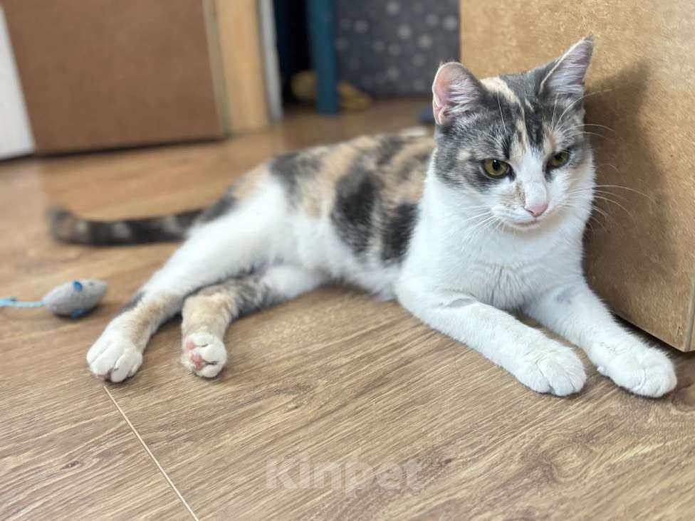 Кошки в Ростове-на-Дону: Кошечке - Трехцветочке срочно нужен дом Девочка, Бесплатно - фото 10