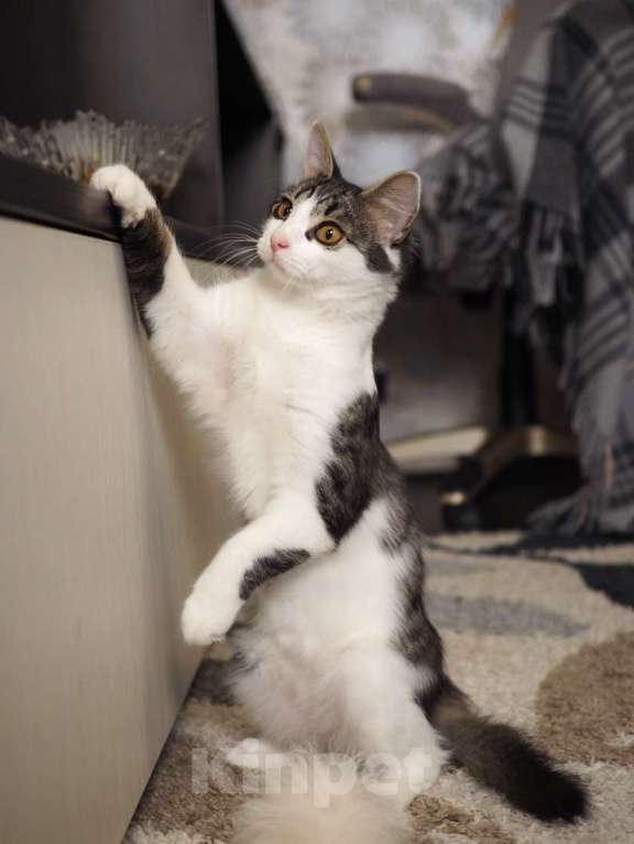 Кошки в Москве: Луис — котёнок-компаньон ищет дом Мальчик, 1 руб. - фото 2