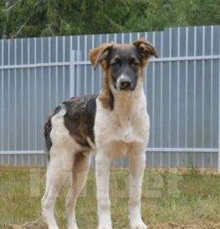 Собаки в Москве: Дон Мальчик, Бесплатно - фото 2