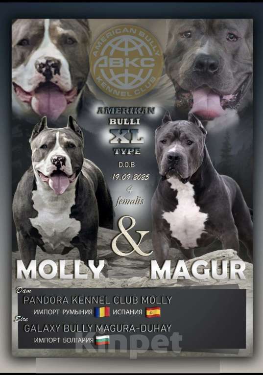 Собаки в Мурманске: Американский булли Девочка, 80 000 руб. - фото 7