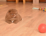 Собаки в Подольске: Коричневый мальчик Мальчик, 55 000 руб. - фото 3