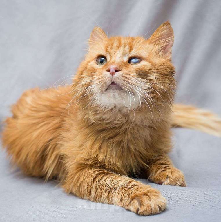 Кошки в Москве: Особенный котик Симба Мальчик, Бесплатно - фото 4