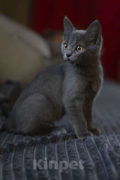 Кошки в Москве: Бастет Девочка, 25 000 руб. - фото 1