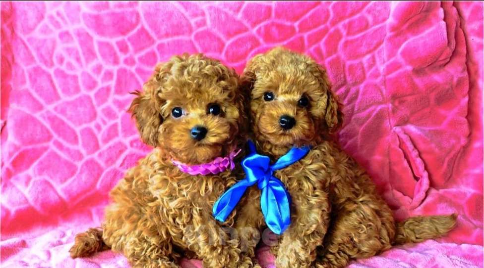 Собаки в Воронеже: Щенки той-пудель КИТАЙ РКФ Мальчик, Бесплатно - фото 1