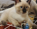 Кошки в Ростове-на-Дону: Котик тайский с незабудковыми глазками Мальчик, 10 000 руб. - фото 2