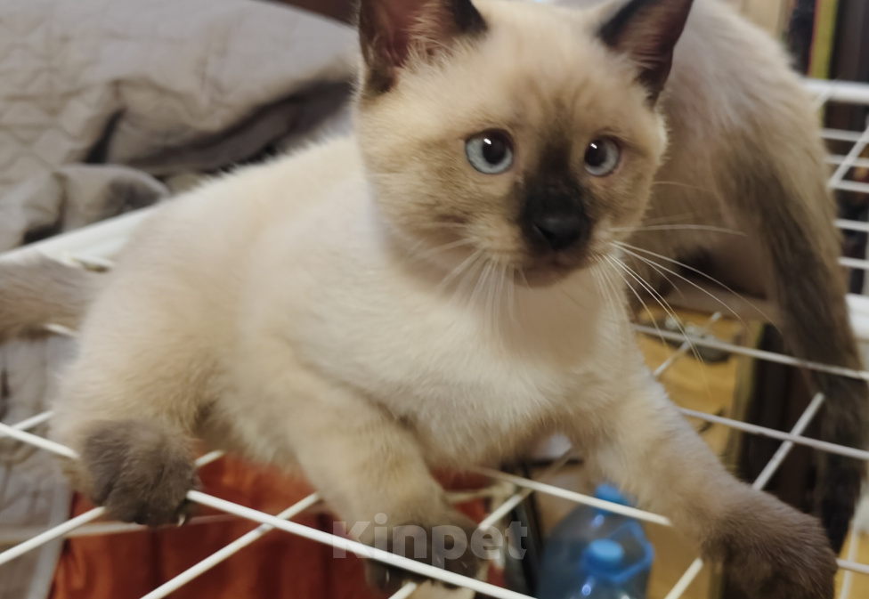 Кошки в Ростове-на-Дону: Котик тайский с незабудковыми глазками Мальчик, 10 000 руб. - фото 2
