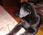 Собаки в Новосибирске: продам щенков лабрадора Девочка, 16 000 руб. - фото 1