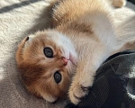 Кошки в Москве: Шотландский вислоухий котенок Девочка, Бесплатно - фото 9