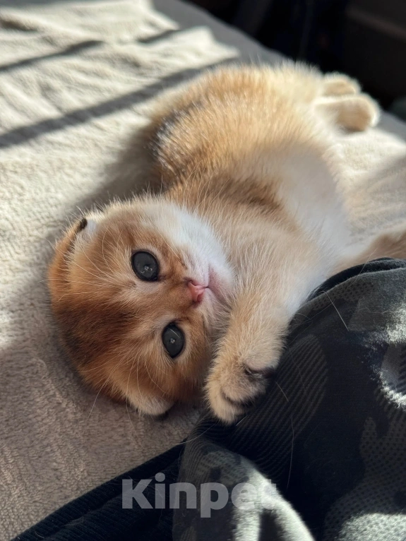 Кошки в Москве: Шотландский вислоухий котенок Девочка, Бесплатно - фото 9
