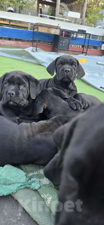 Собаки в Шахте: Мальчик Кане-Корсо  Мальчик, 40 000 руб. - фото 5