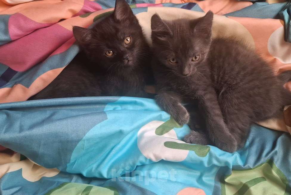 Кошки в Уфе: Отдаём котят в добрые руки! Девочка, Бесплатно - фото 1