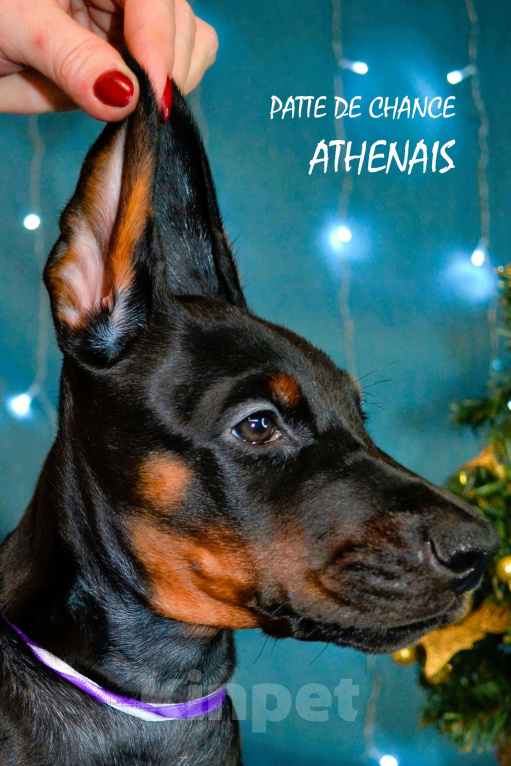 Собаки в Санкт-Петербурге: Щенок добермана Атенаис Девочка, 80 000 руб. - фото 2