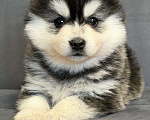 Собаки в Санкт-Петербурге: Мальчик помски Мальчик, 50 000 руб. - фото 5