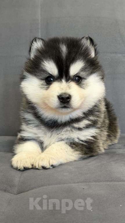 Собаки в Санкт-Петербурге: Мальчик помски Мальчик, 50 000 руб. - фото 5