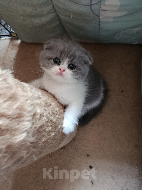 Кошки в Барнауле: Шотландская вислоухая кошка короткошёрстная Девочка, 10 000 руб. - фото 1