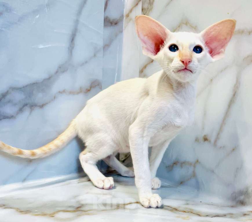 Кошки в Перми: ориентальный котенок Мальчик, 70 000 руб. - фото 5