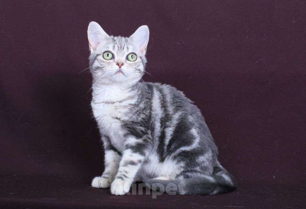 Кошки в Ликино-Дулево: Американская короткошерстная Девочка, Бесплатно - фото 3