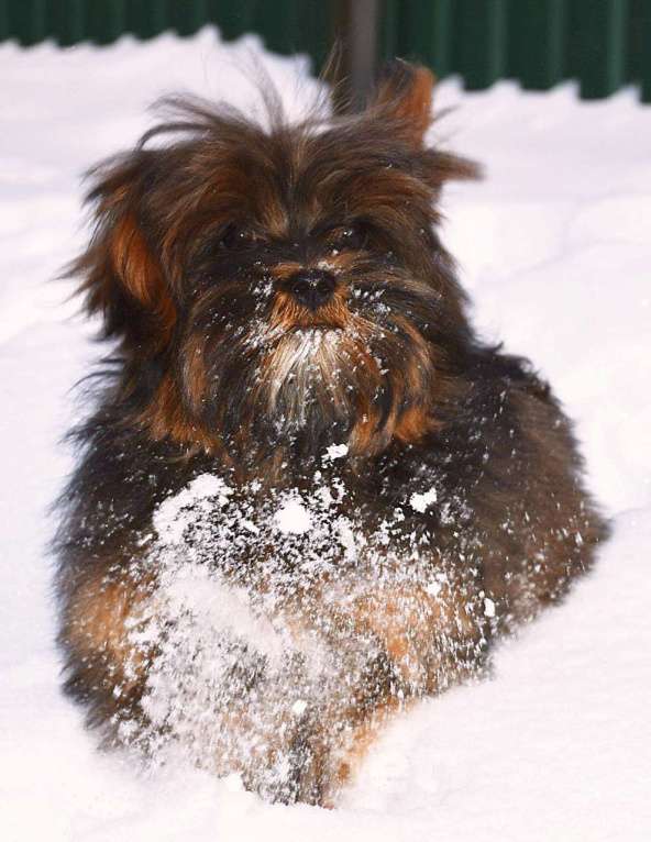 Собаки в Москве: Мальтипу мальчик редкого окраса Мальчик, 50 000 руб. - фото 5