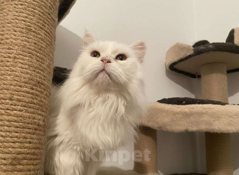 Кошки в Москве: Крупная белая кошка Шаня в добрые руки Девочка, 10 руб. - фото 3