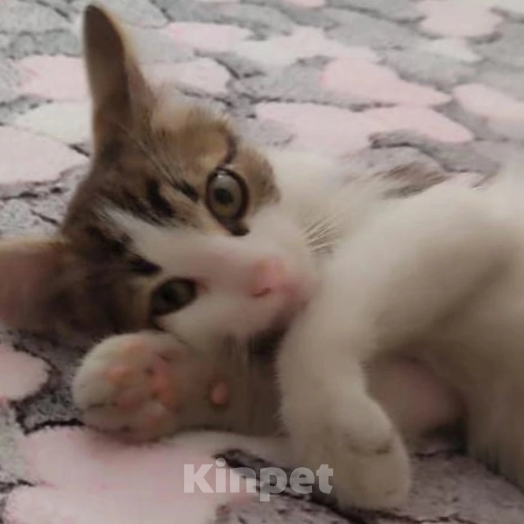 Кошки в Москве: Котята в опасности Мальчик, Бесплатно - фото 2