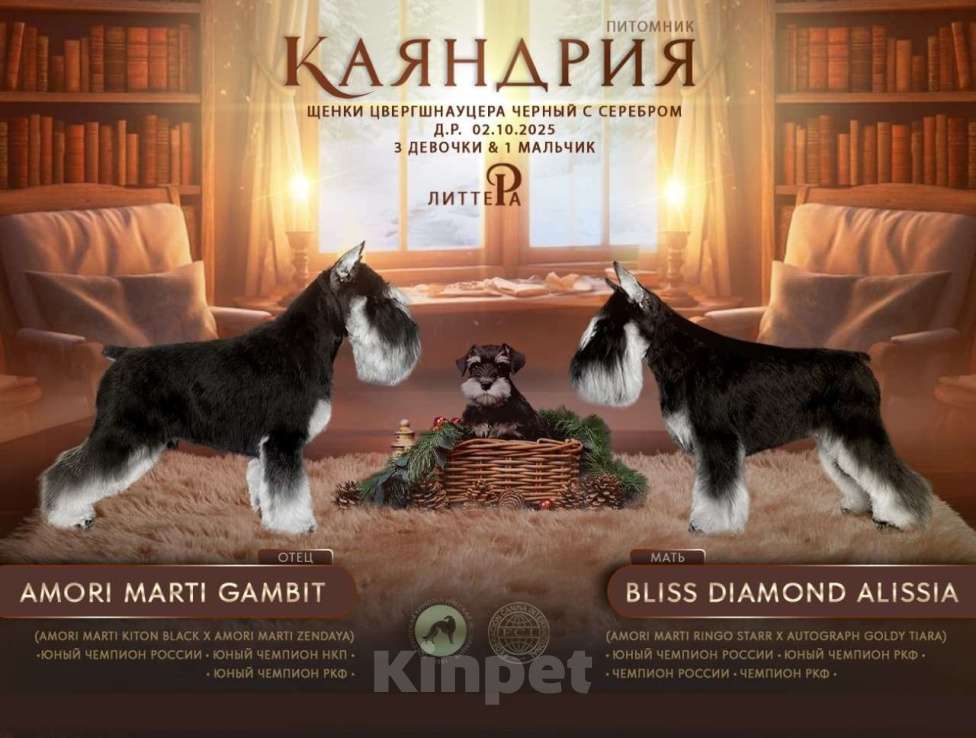 Собаки в Новосибирске: Щенки цвергшнауцера Девочка, 55 000 руб. - фото 9